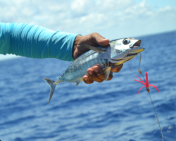 pescaturismo anteprima